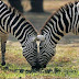 Zebras..!