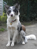 dogvotional.blogspot.com dogvotional.blogspot.com