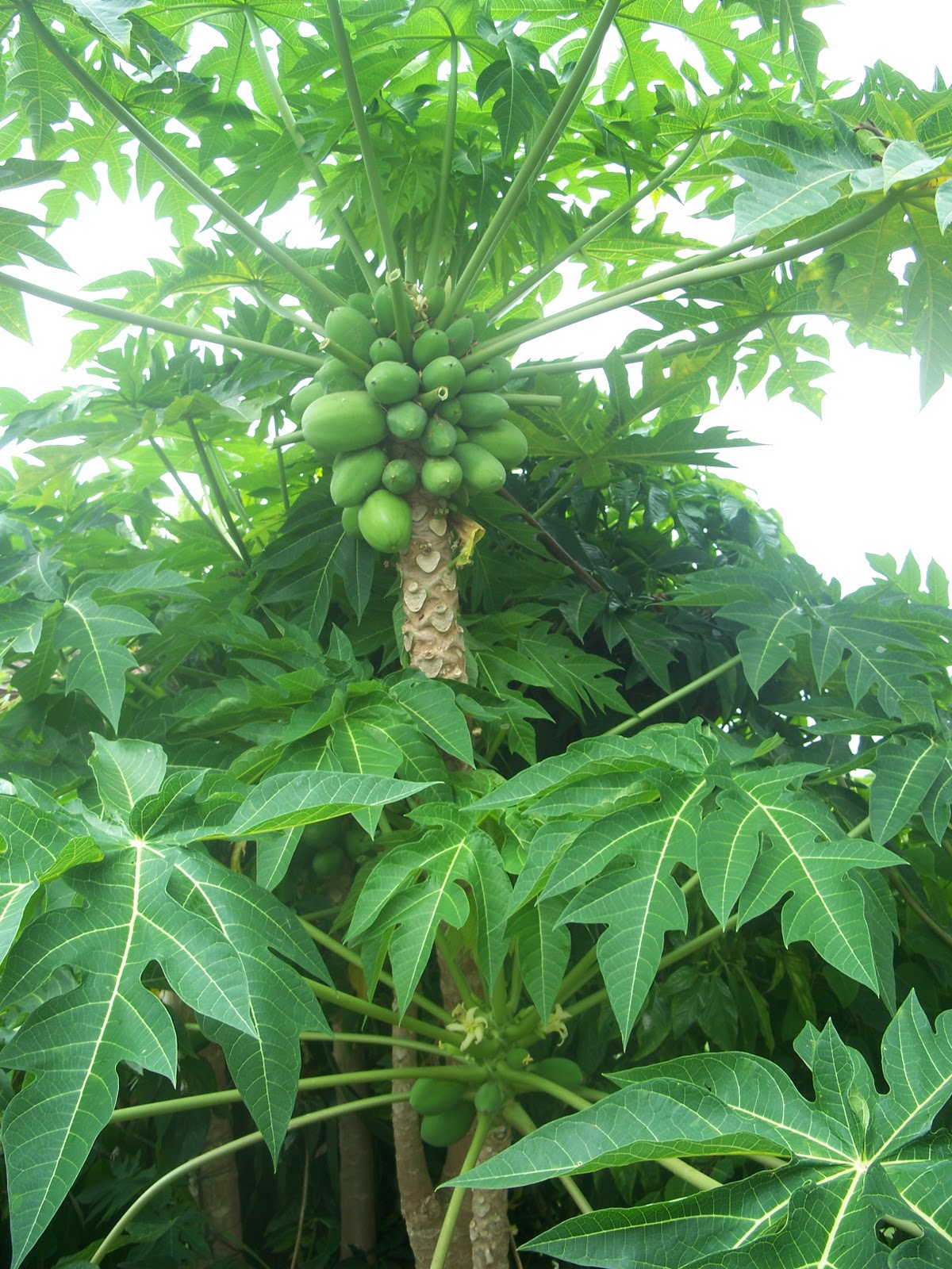 paw paws need both male and