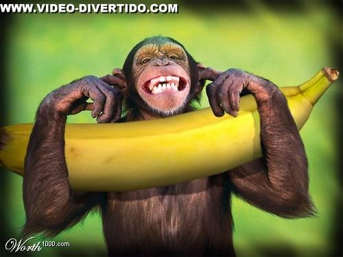 [Macaco_Contente.jpg]