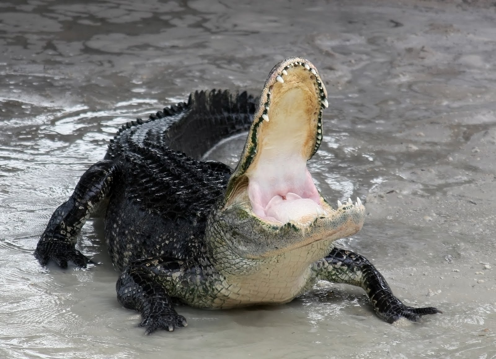Just kidding: Dumb Florida teen swims in canal known to contain alligators ... Just kidding: Dumb Florida teen swims in canal known to contain alligators ...
