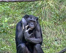 And wikipedia large ape sperm the work