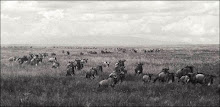 #9 - Wildebeest Migration, Tanzania