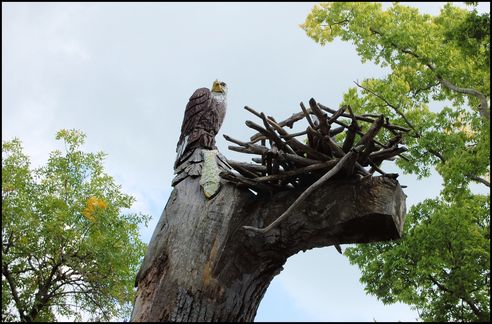 [eagle+in+the+tree.JPG]