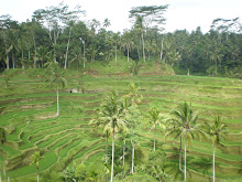 Balinese Rice Paddies