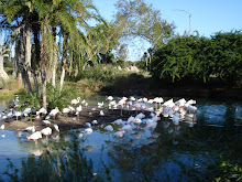 Kilimanjaro Safari