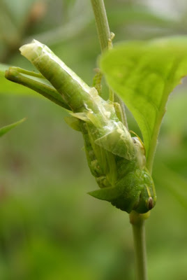 Grasshopper Moulting