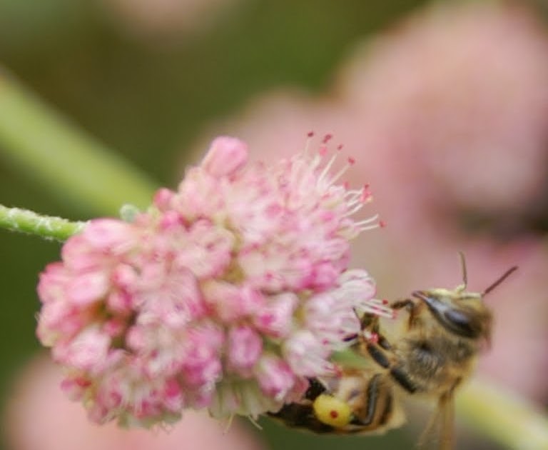 Am I Bugging You Yet? Red Pollen