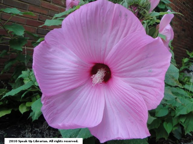 hibiscus flower clip art free. spring flower clip art free. hibiscus flower clip art free.