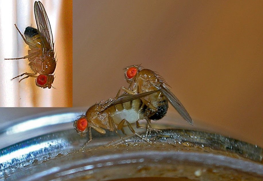 Swiftlet Farming Million Dollars A Year Potential. Insect