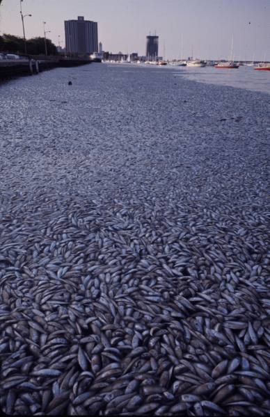 Ikan Puyu Betina