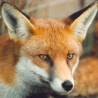 fox