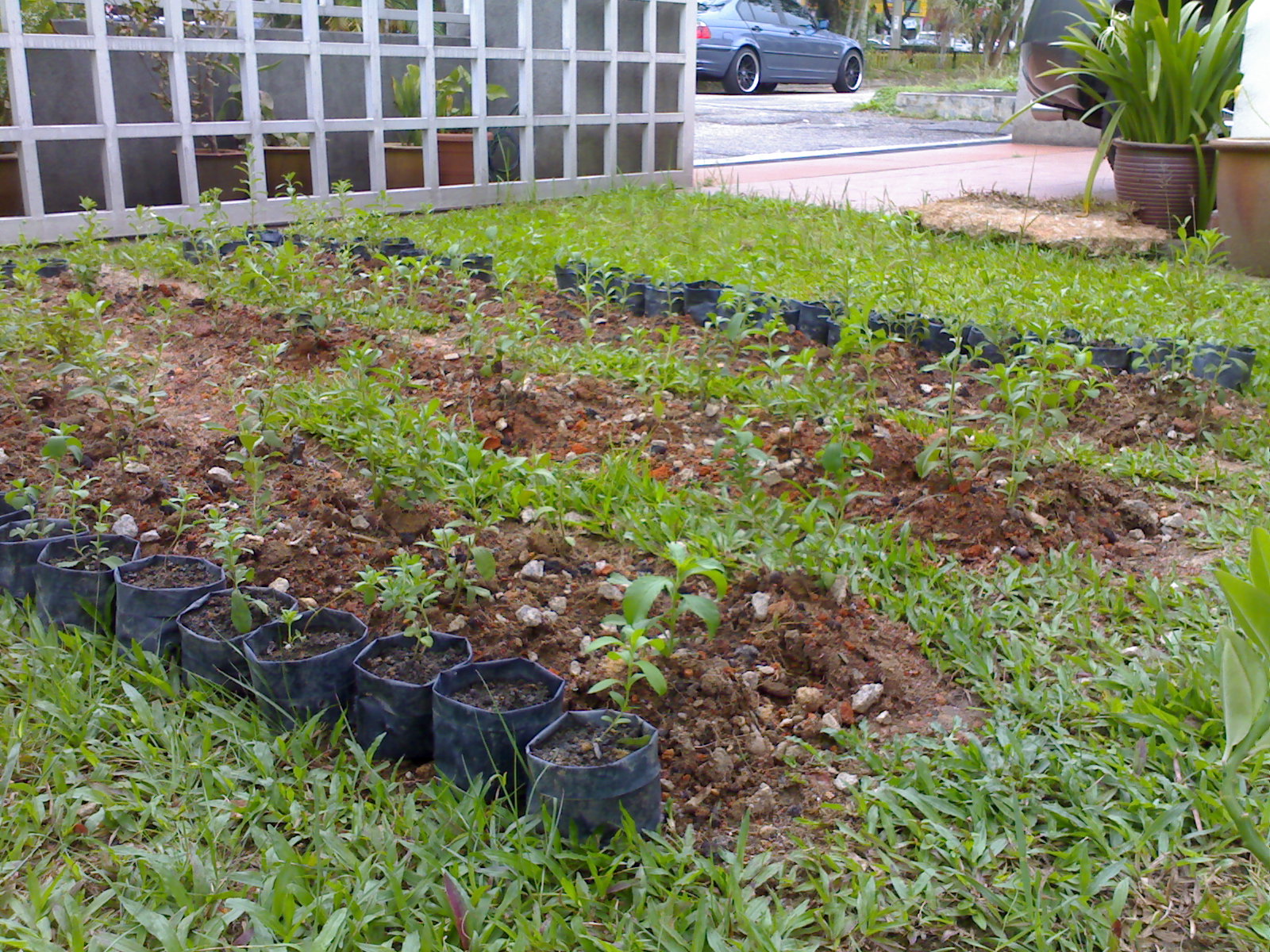 Stevia Rebaudiana Tanaman Stevia Di Halaman Rumah Dan Di Tanah | stevia rebaudiana tanaman stevia di halaman rumah dan di Stevia Rebaudiana Tanaman Stevia Di Halaman Rumah Dan Di Tanah | stevia rebaudiana tanaman stevia di halaman rumah dan di