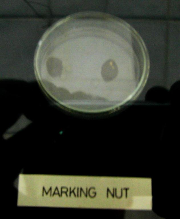 Forensic Medicine and Toxicology Database: marking nut - marking ... Forensic Medicine and Toxicology Database: marking nut - marking ...
