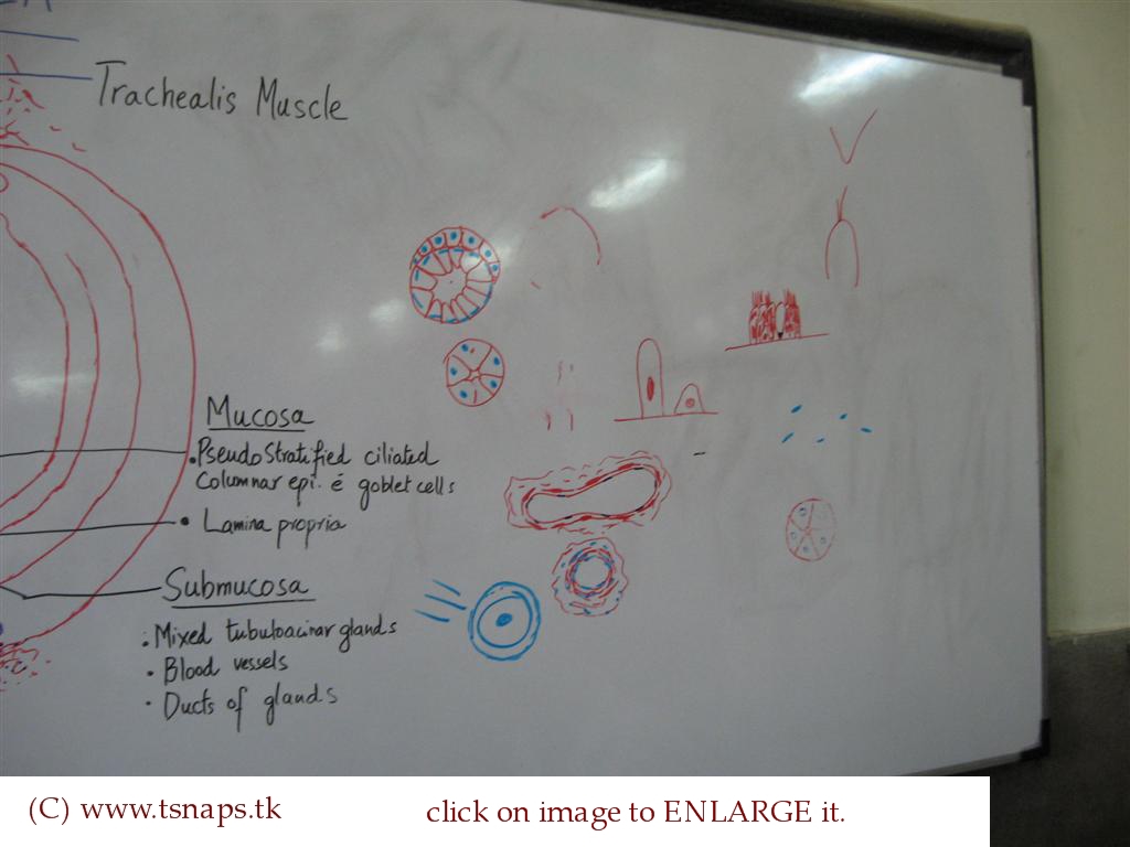 trachea histology