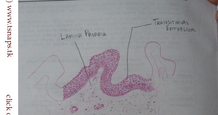 Histology Slides Database: histological diagram of transverse section