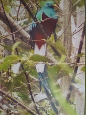El Quetzal