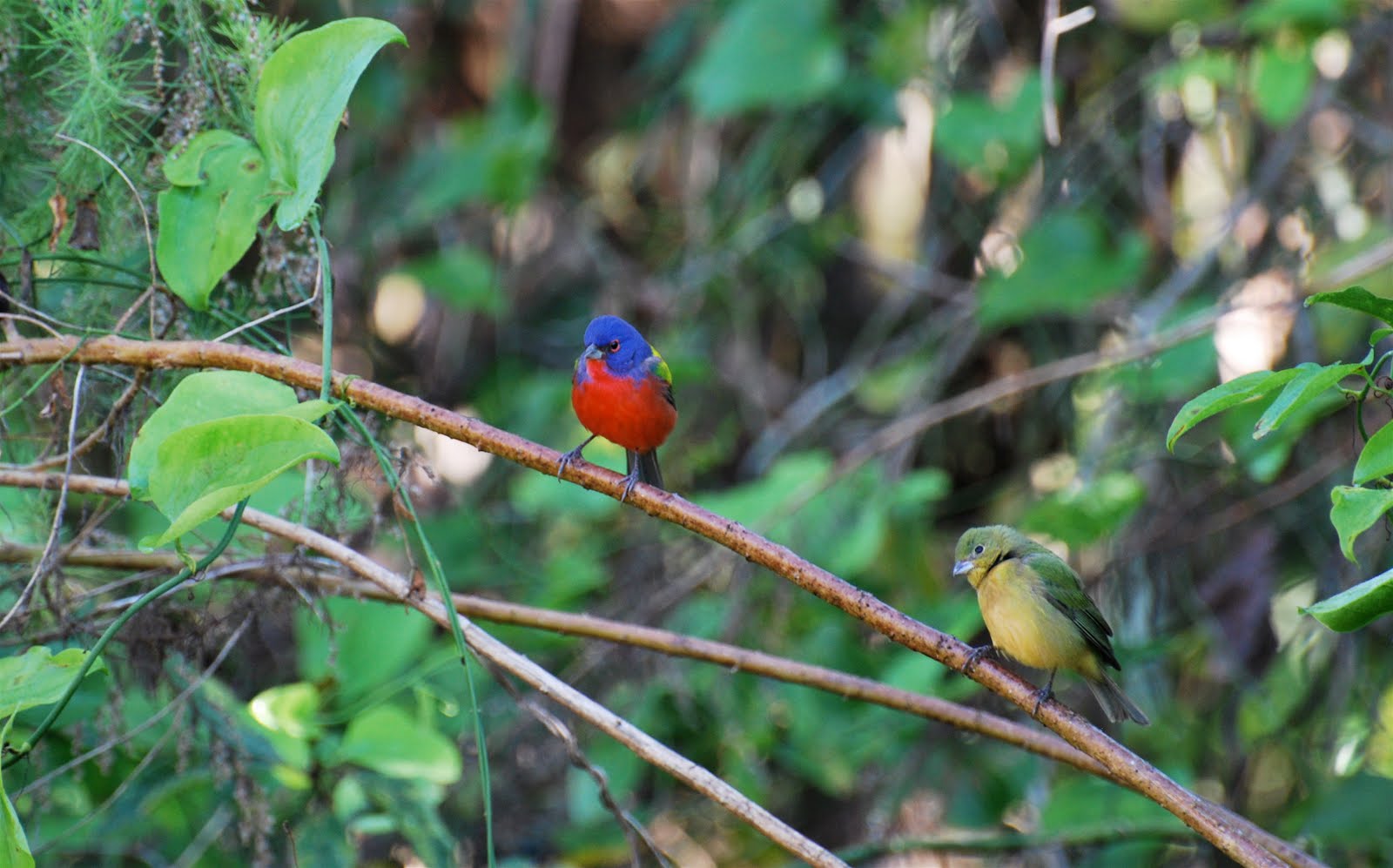 [mrandmrsbunting.jpg]