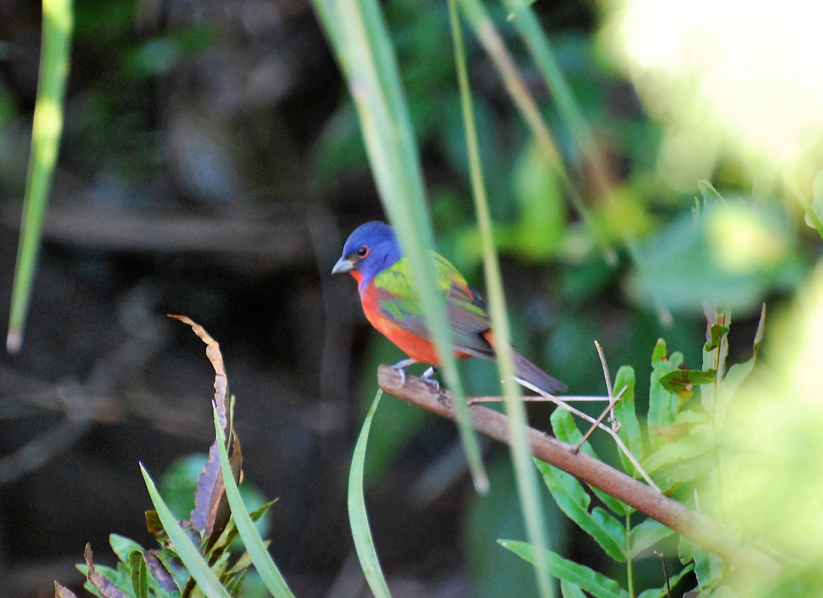 [closeuppaintedbunting.jpg]