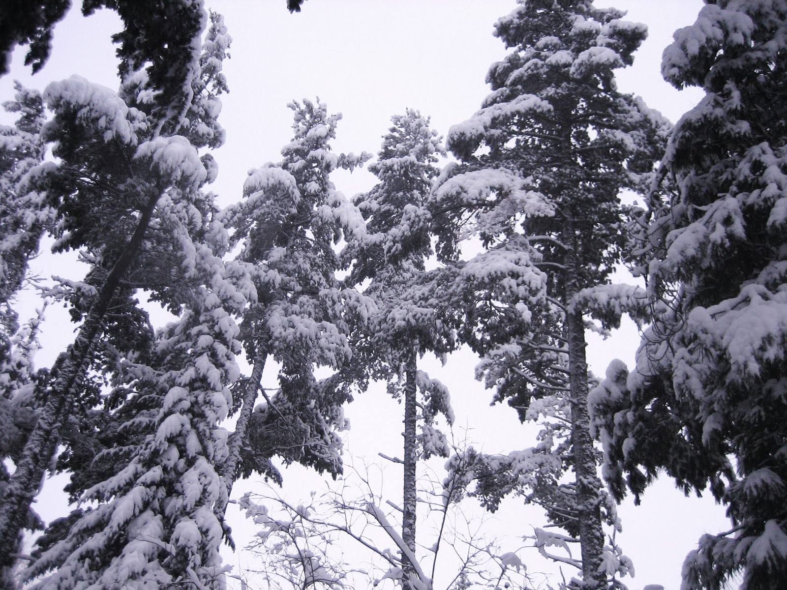 [White+Pines.JPG]