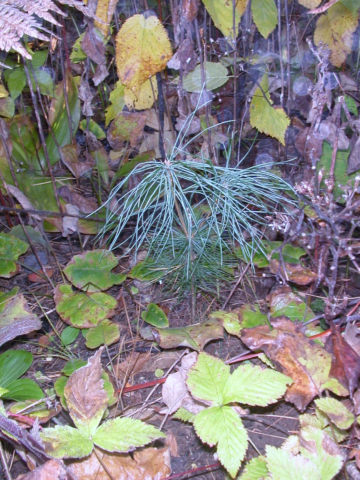 [2007+planted+pine.JPG]