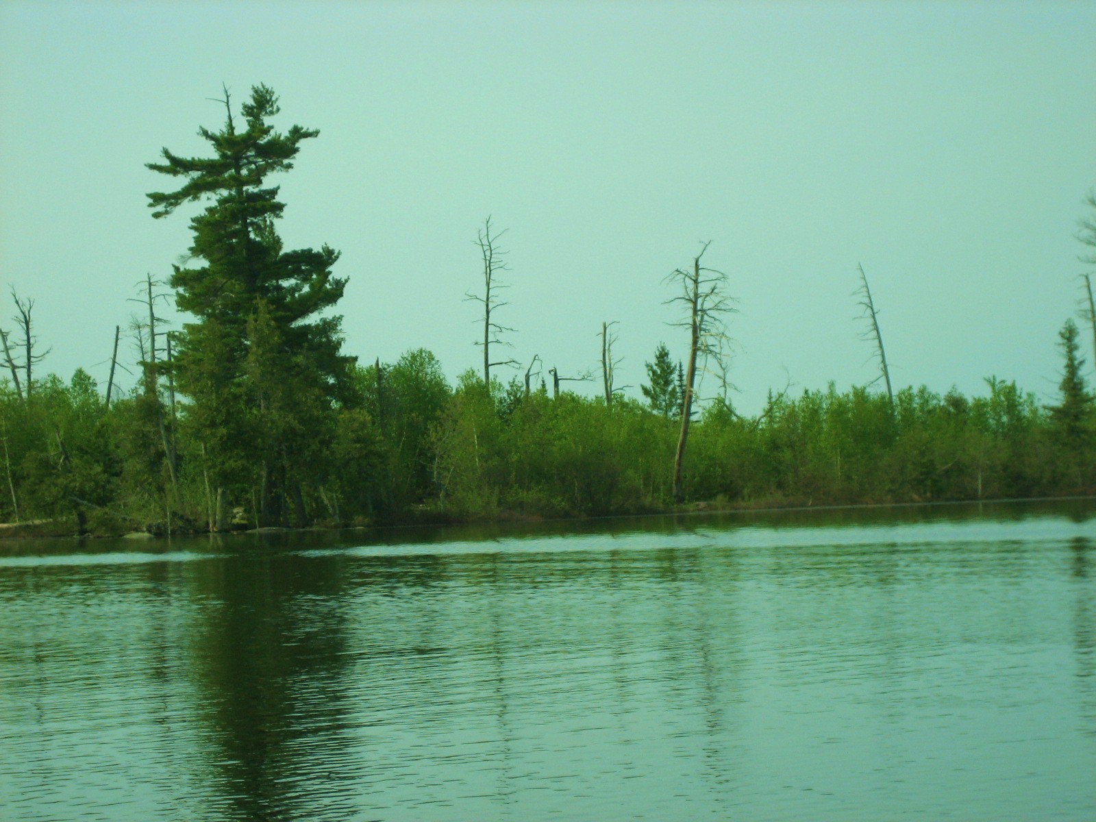 [Sag+island+birch.JPG]