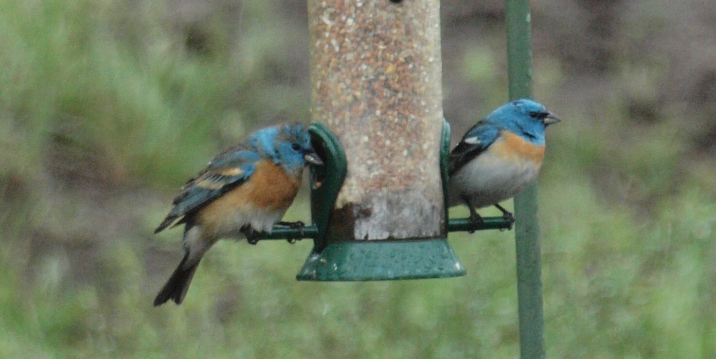 Birding Is Fun! Feeder Friday Backyard Birding