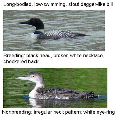 2011 Common Loon wing flap common loon facts. 2011 Common Loon wing flap