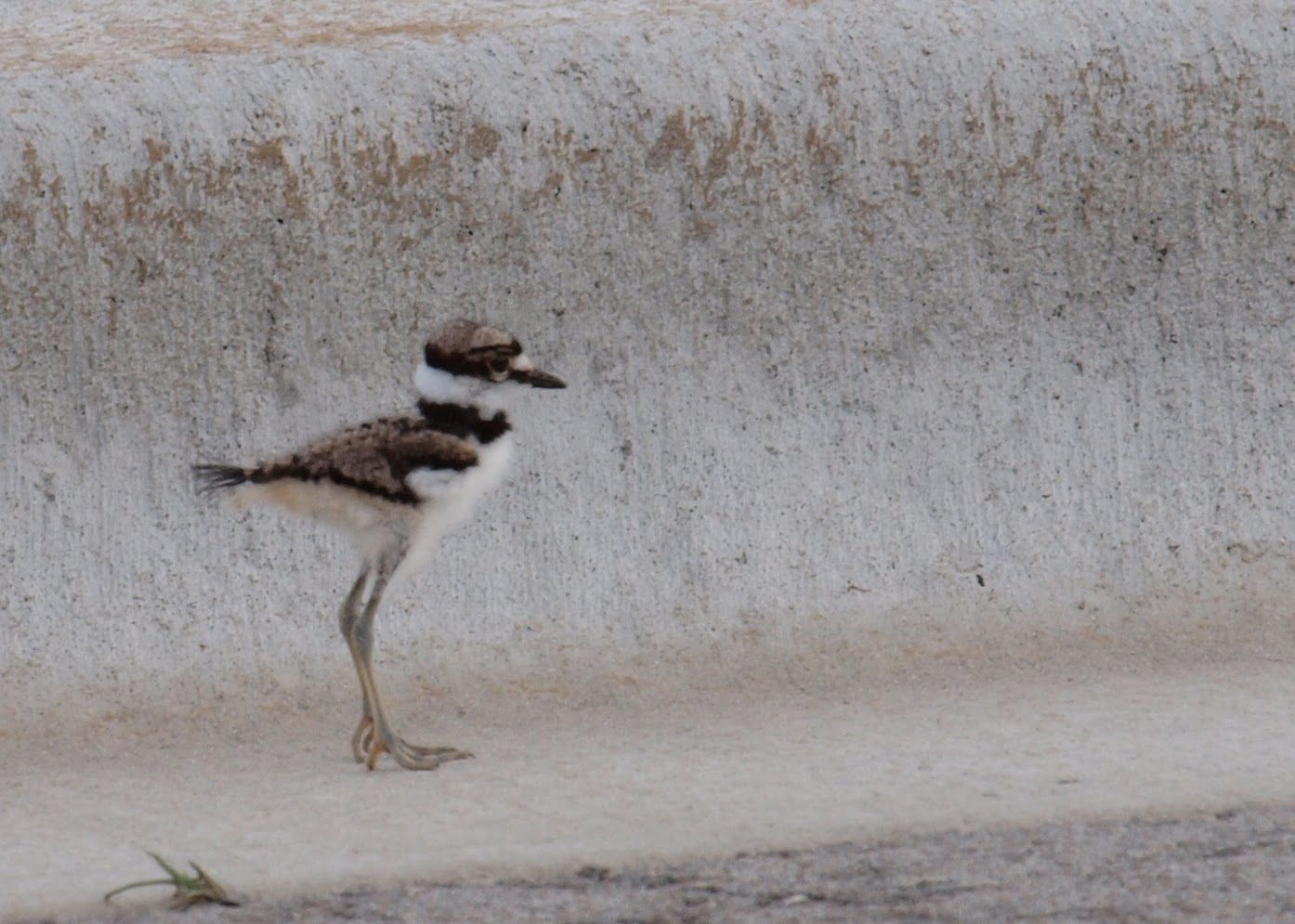 Birding Is Fun! Idaho Bird Photos