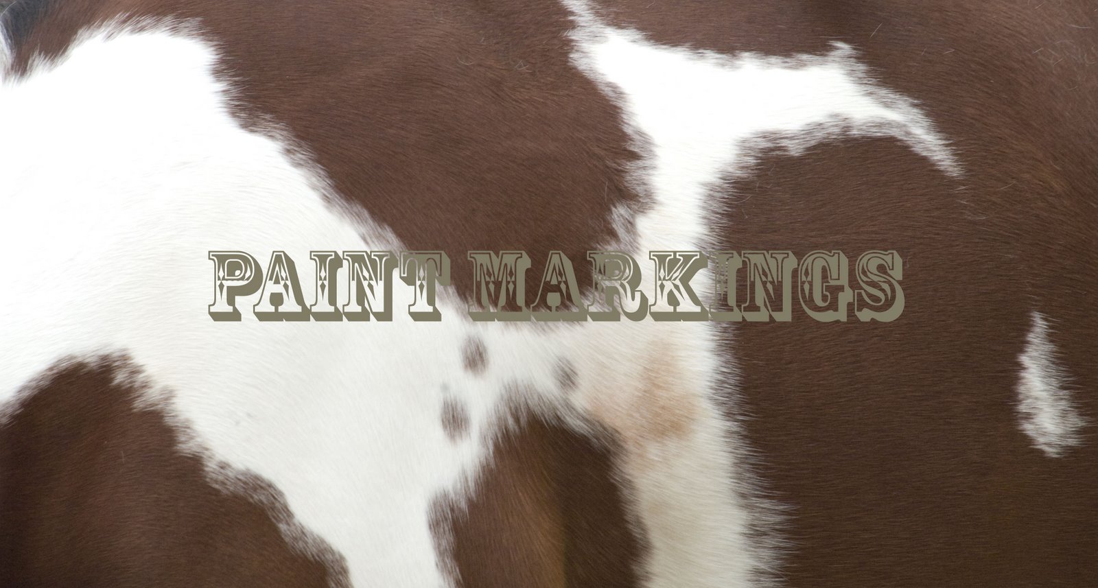 Paint Markings We love Paint Horses!