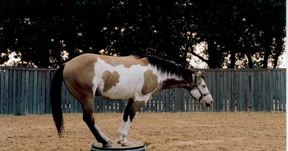 Paint Markings We love Paint Horses!