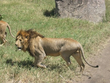 Lion of serengeti