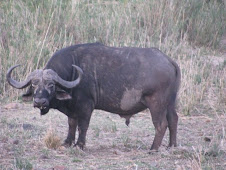 Buffalo