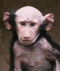 [baldmonkey01.jpg]