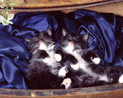 cats and kittens wallpapers cats and kittens wallpapers
