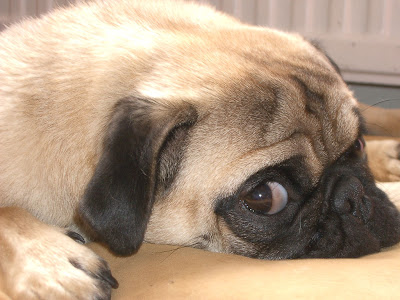 funny pics of pugs. hot Tags: Funny Pug Photos, funny pics of pugs. Funny pug eye desktop