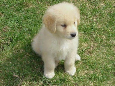 golden retriever puppy pics. tattoo Golden Retriever puppy