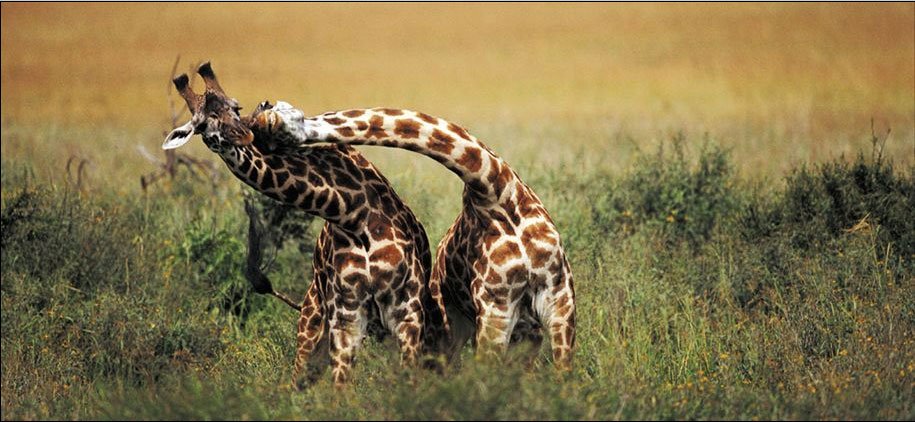 [giraffefe.bmp]