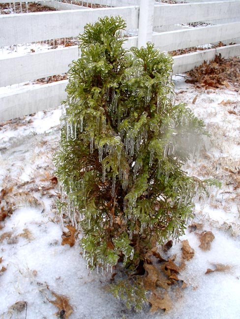 [Frozen+pine.JPG]