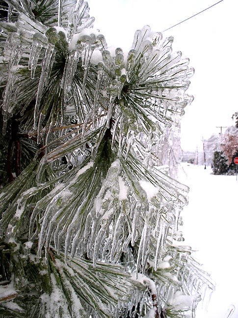 [Frozen+pine+needles+2.JPG]