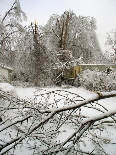 [My+backyard+all+broken.JPG]