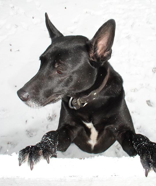 [Sheba+at+fence.JPG]