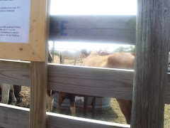 Fire Department Corales Wild Ponies