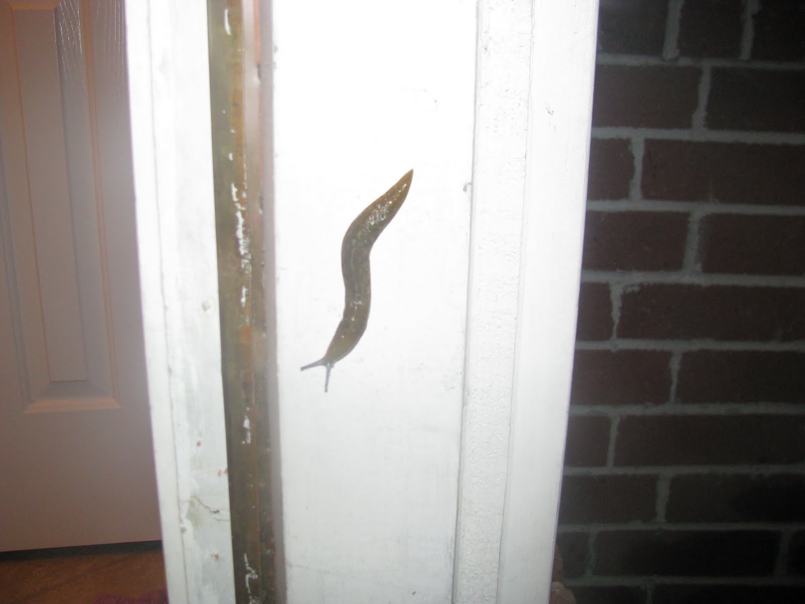 A Year Down Yonder The Largest Slug in the World