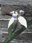 orquídea