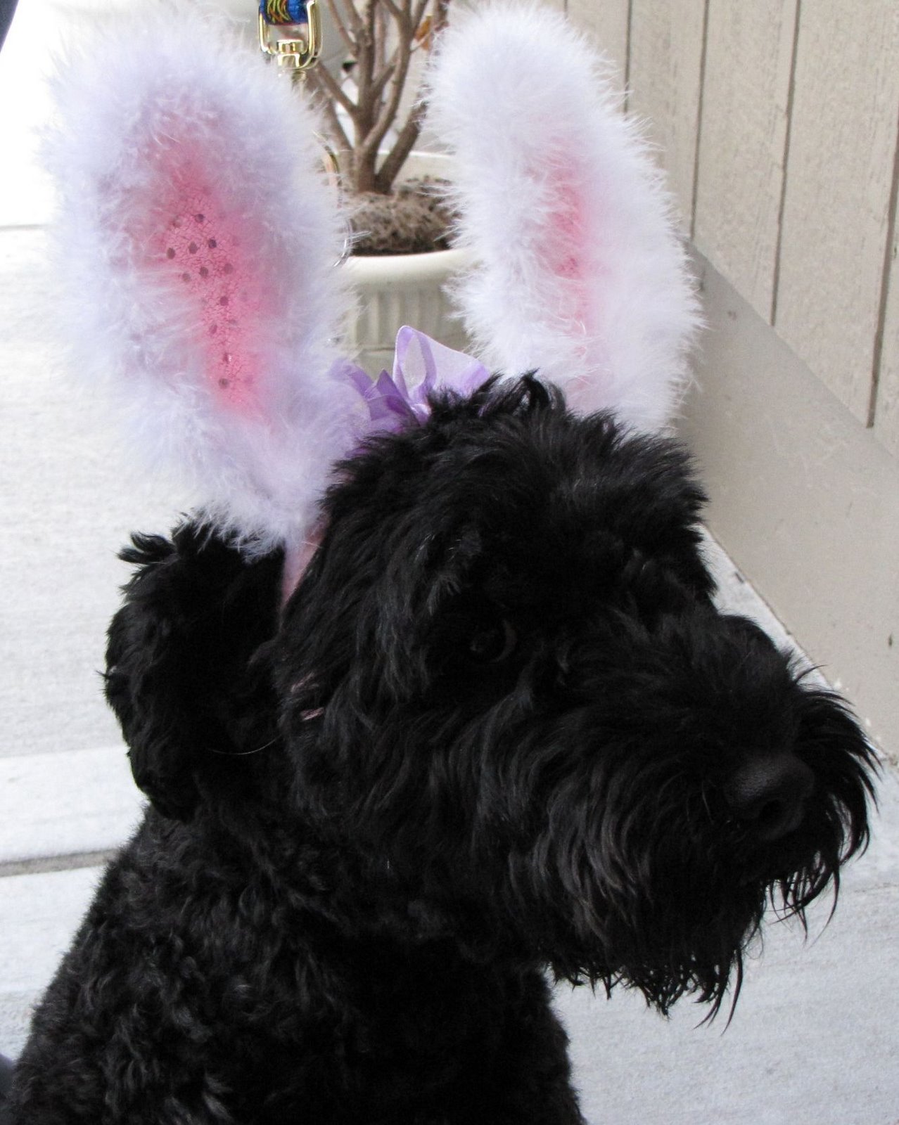 [buddybunnyears.jpg]