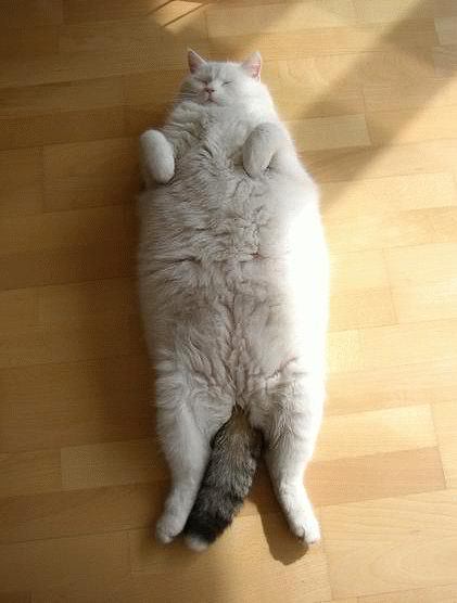 fat-cat-pictures-001.jpg