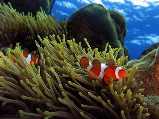 Arrecifes De Coral