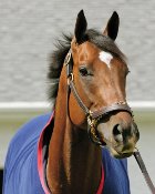 The Barbaro Memorial Fund