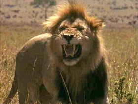 15+ Prey 2007 Lion Pics
